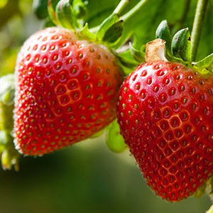plant instructies voor de aardbeien bloemzaadjes