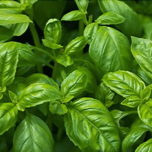 plant instructies voor de zaadjes van basilicum