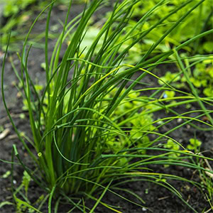 plant instructies voor de zaadjes van bieslook