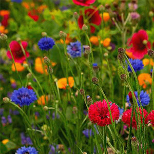 plant instructies voor de bloemzaadjes van bijvriendelijke de bloemen