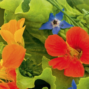 plant instructies voor de bloemzaadjes van de eetbare bloemen