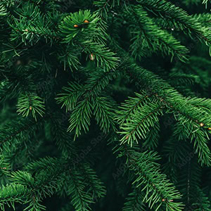 plant instructies voor de kerstboomzaadjes