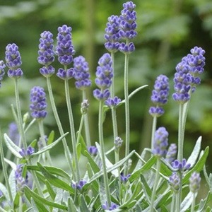 plant instructies voor de lavendel bloemzaadjes