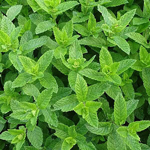 plant instructies voor de zaadjes van munt