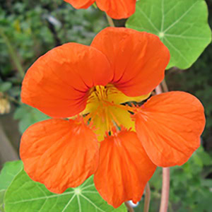 plant instructies voor de Oost-Indische kers bloemzaadjes