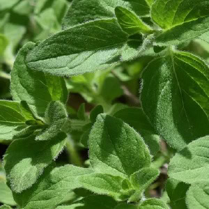 plant instructies voor de zaadjes van oregano