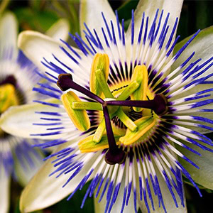 plant instructies voor de passiebloem bloemzaadjes