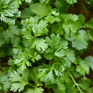 plant instructies voor de zaadjes van peterselie
