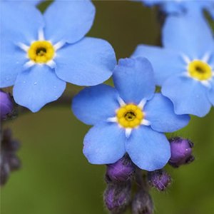 plant instructies voor de vergeet-me-nietjes bloemzaadjes