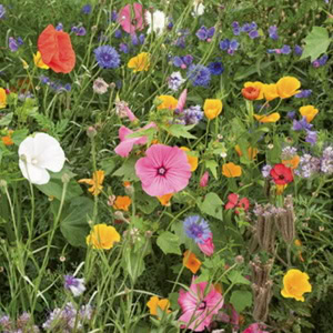 plant instructies voor de bloemzaadjes van de vlindervriendelijke bloemen