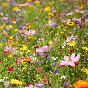 plant instructies voor de bloemzaadjes van de wilde bloemen