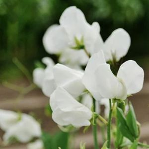 plant instructies voor de witte lathyrus bloemzaadjes
