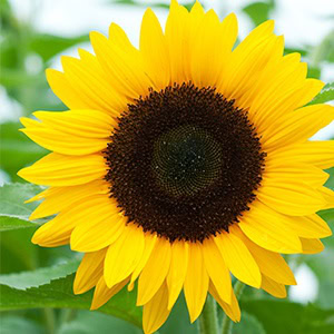 plant instructies voor de zonnebloemen bloemzaadjes