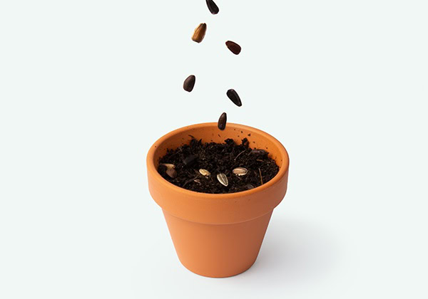 plant instructies