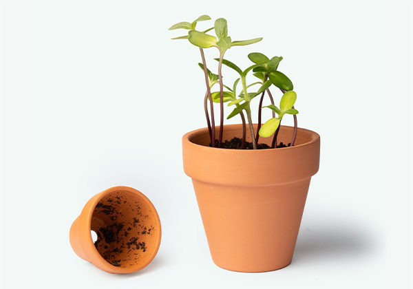 plant instructies
