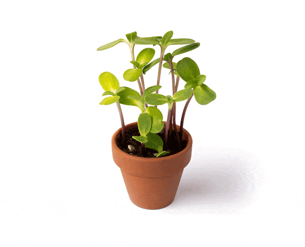 plant instructies