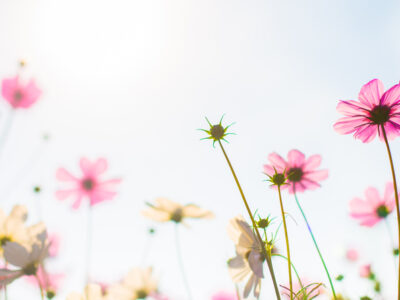 blog voor lentebedankjes met roze bloemen en een zon