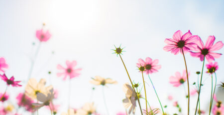 Spring thank-you blog with pink flowers and a sun