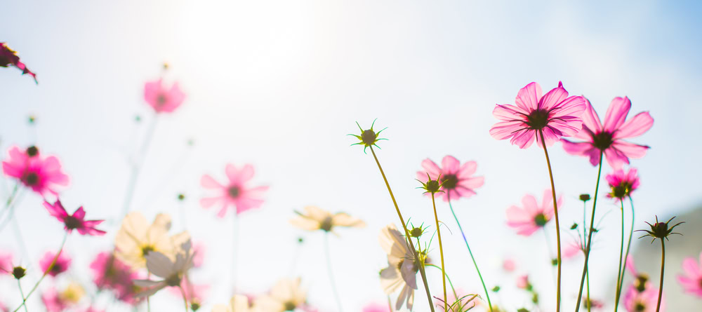 Spring thank-you blog with pink flowers and a sun