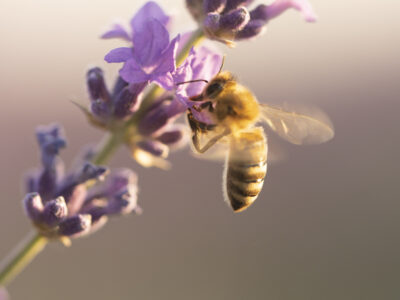 Bij op een bloem voor World Bee Day