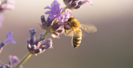 Bee on a flower for World Bee Day