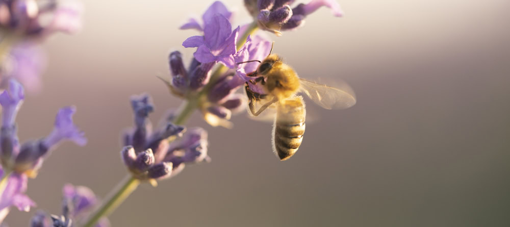 Bij op een bloem voor World Bee Day