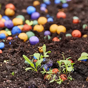 flowerbombs